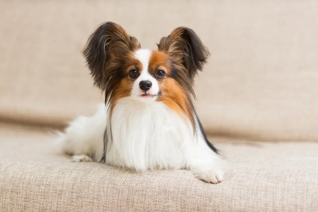 What are the weaknesses of a Papillon dog?, Yappy Alarms