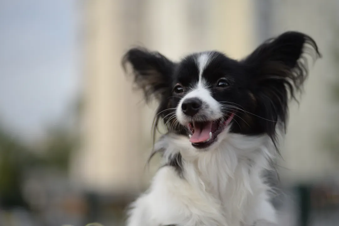 What are the weaknesses of a Papillon dog?, Health Vulnerabilities