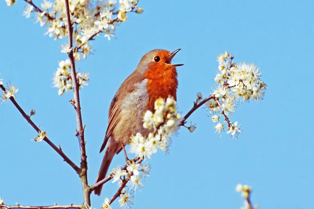 What are three interesting facts about robins?, Diet Deceptions
