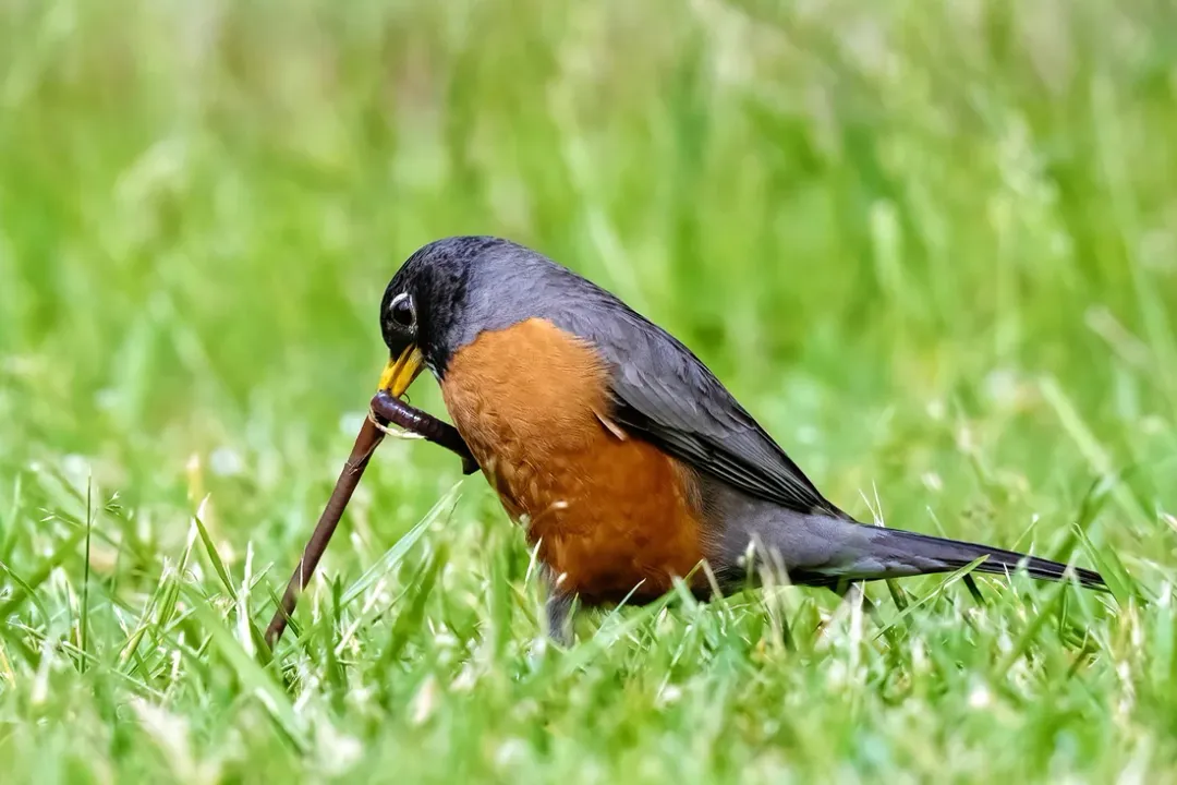 What are three interesting facts about robins?, Volatility and Vastness