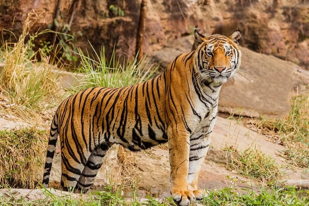 What are three physical adaptations of a tiger?, Acute Sensory World
