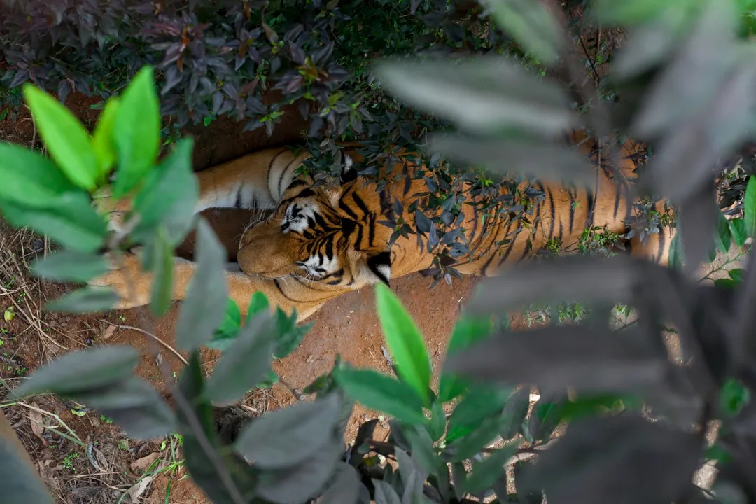 What are three physical adaptations of a tiger?, Pattern Perfection