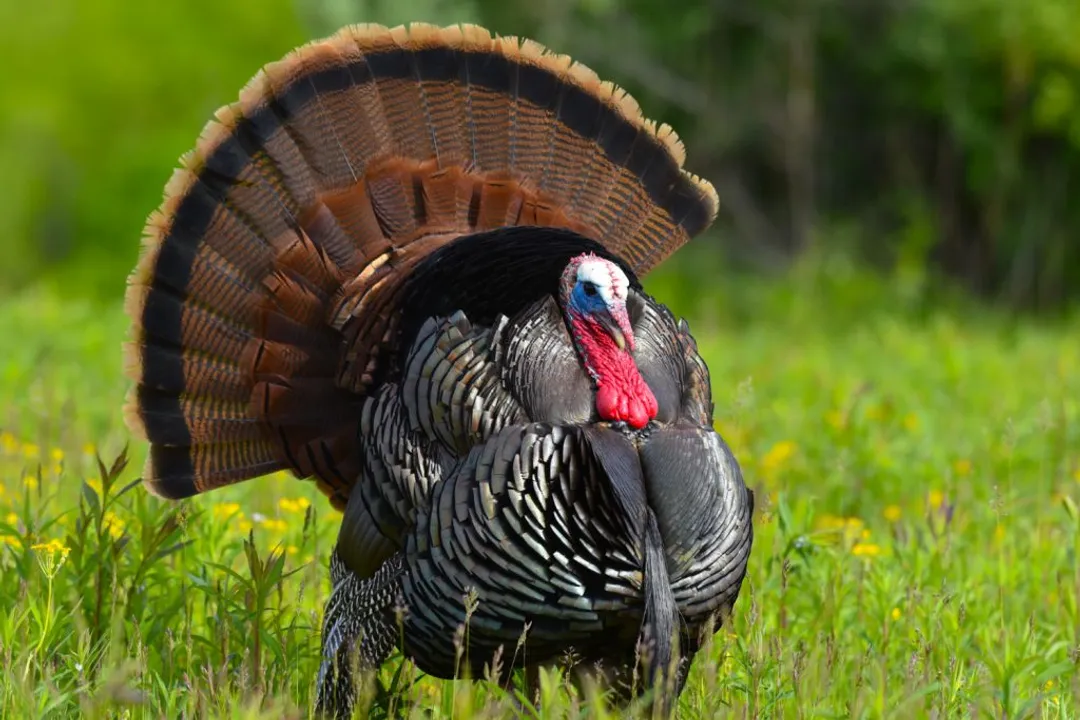 What are turkey's physical characteristics?