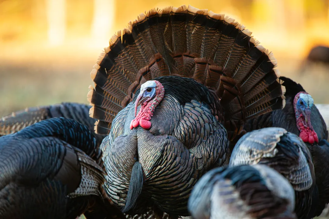 What are turkey's physical characteristics?, Plumage Iridescence
