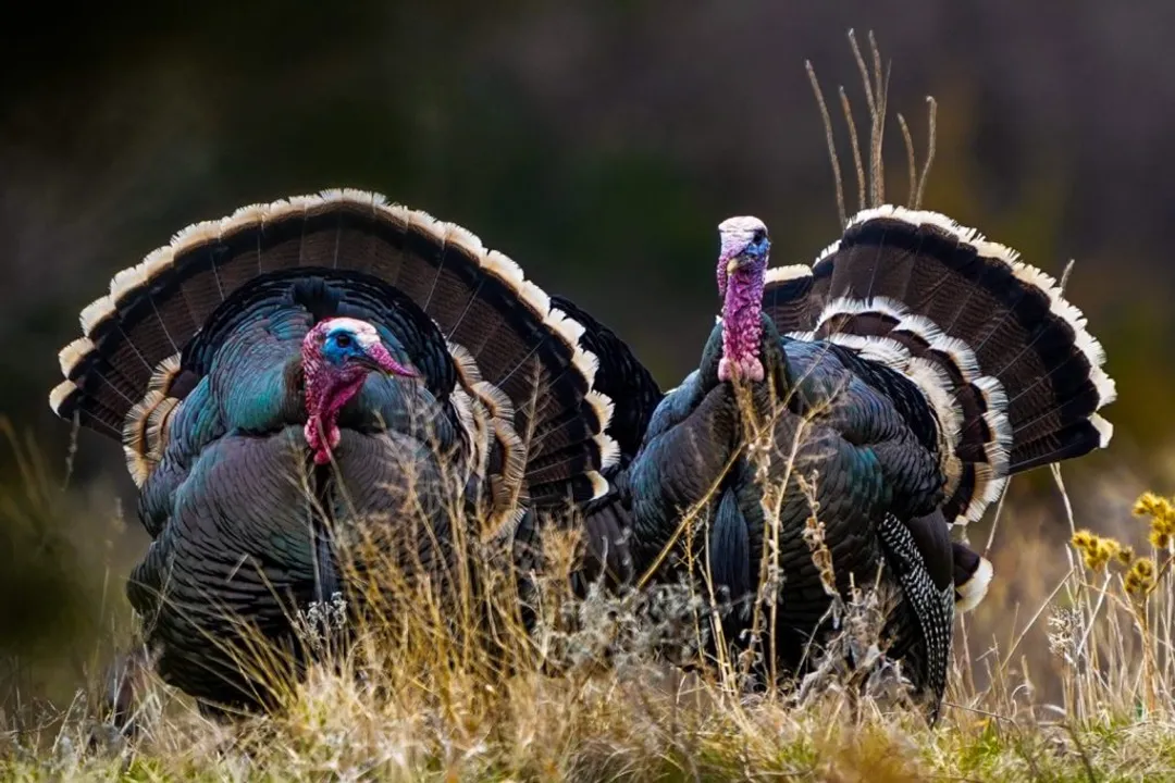 What are turkey's physical characteristics?, Avian Dimensions