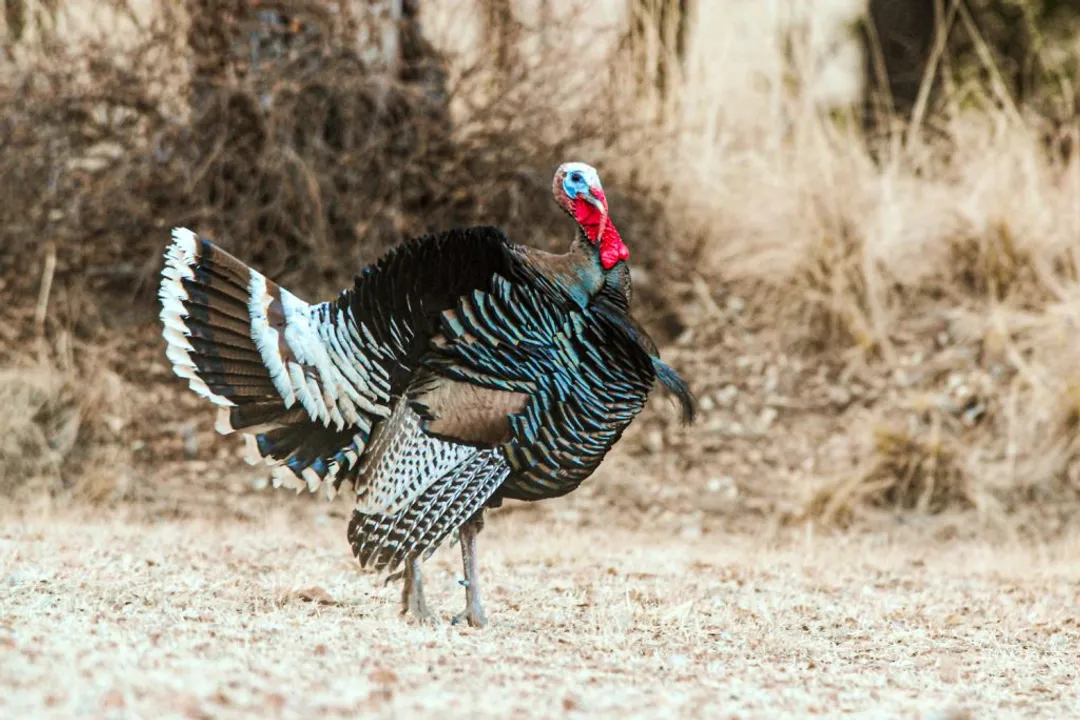 What are turkey's physical characteristics?, Landmass Shape