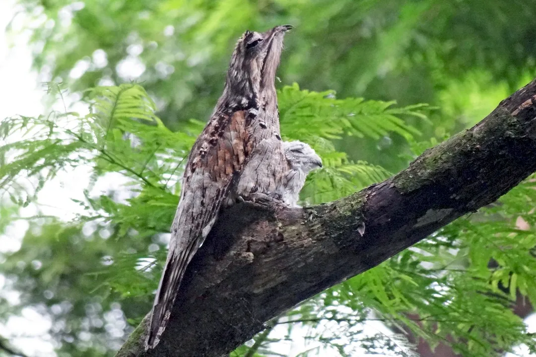 What are unique characteristics of the Northern Potoo?, Physical Traits