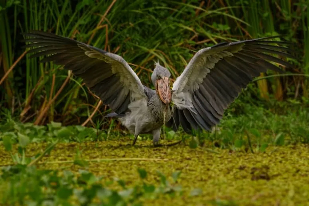 What are unique facts about shoebills?, Stillness Hunting
