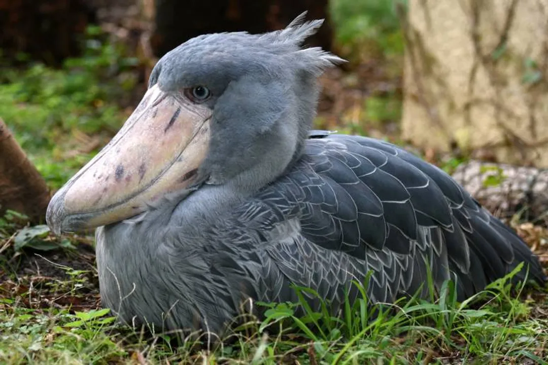 What are unique facts about shoebills?, Cooling Methods