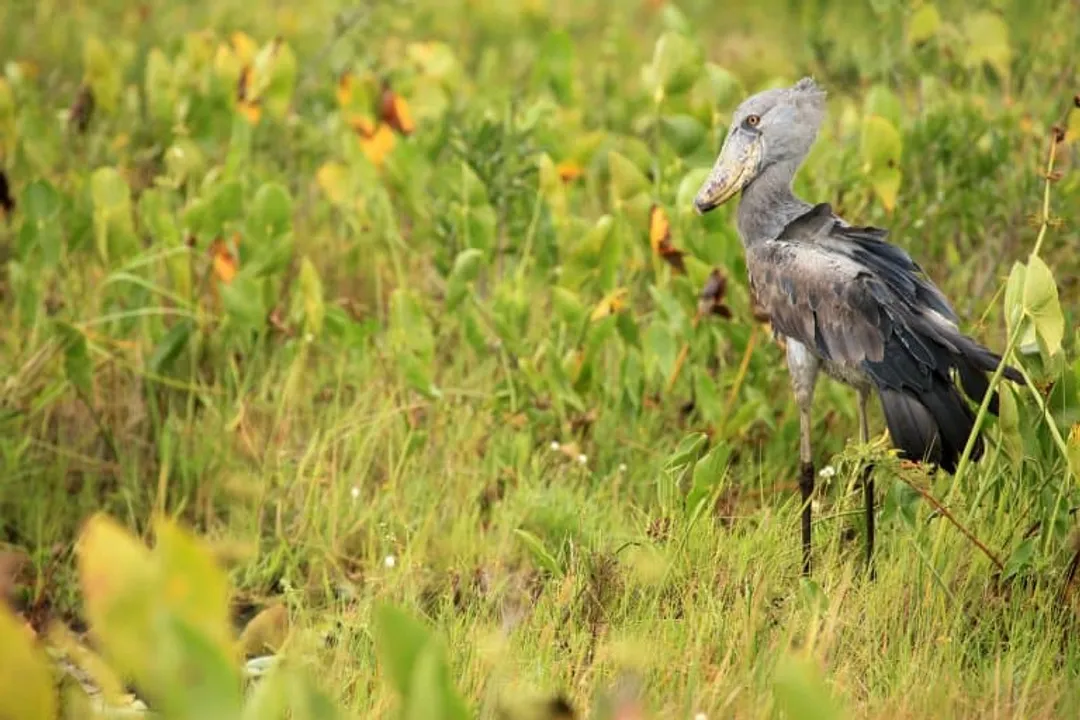 What are unique facts about shoebills?, Taxonomic Kinship