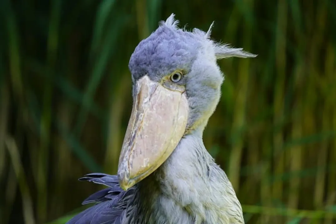 What are unique facts about shoebills?, Bill Size