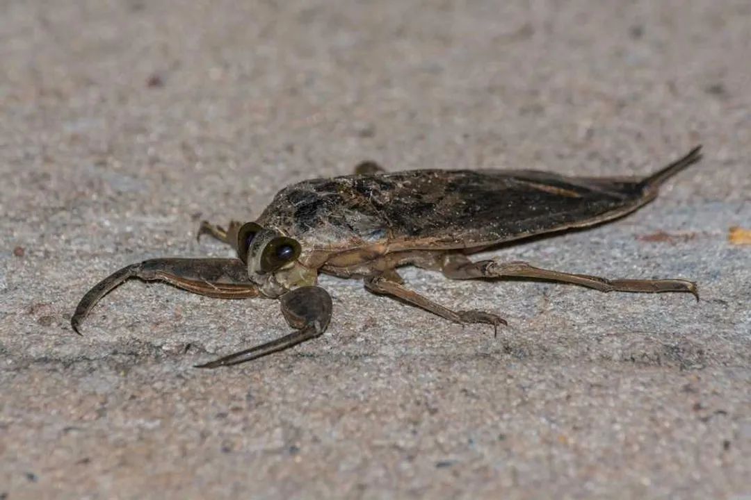 What are water bugs classified as?, True Kinship