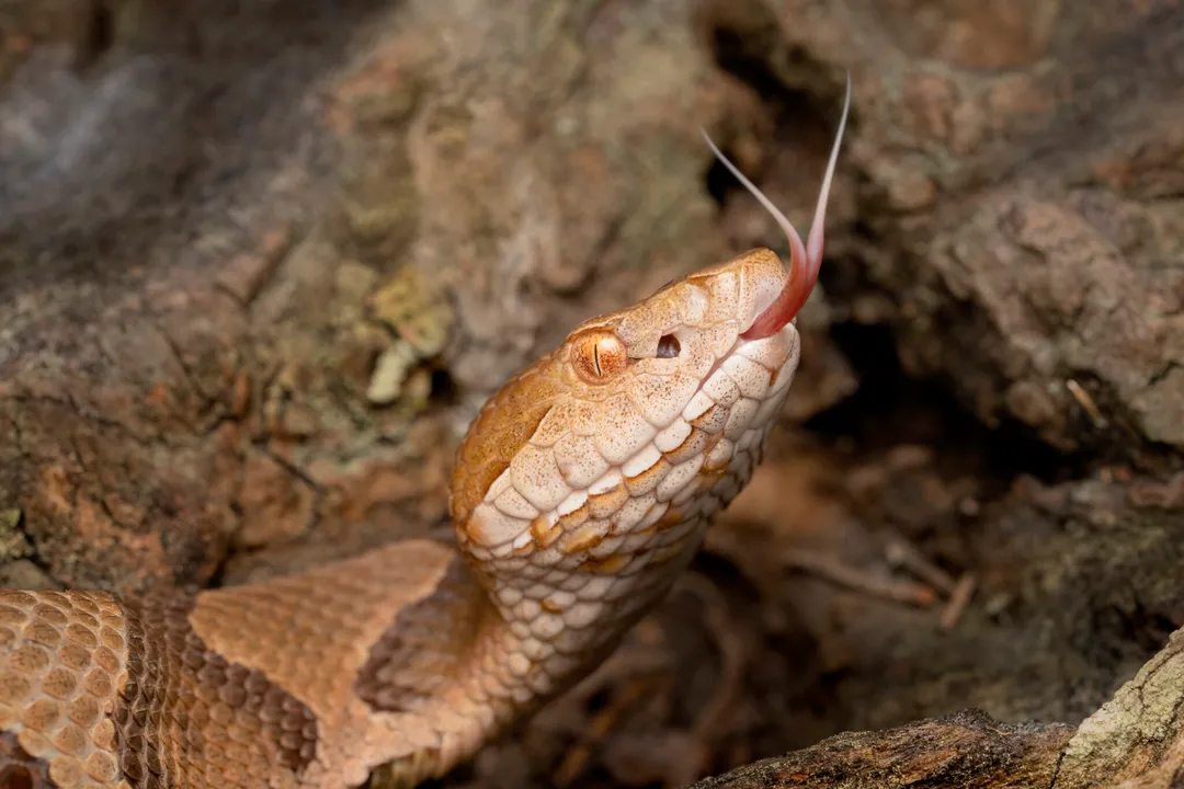 What attracts copperheads to your yard?, Microclimate Factors