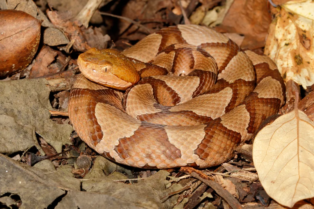 What two primary necessities almost always determine why a copperhead chooses one property over another?