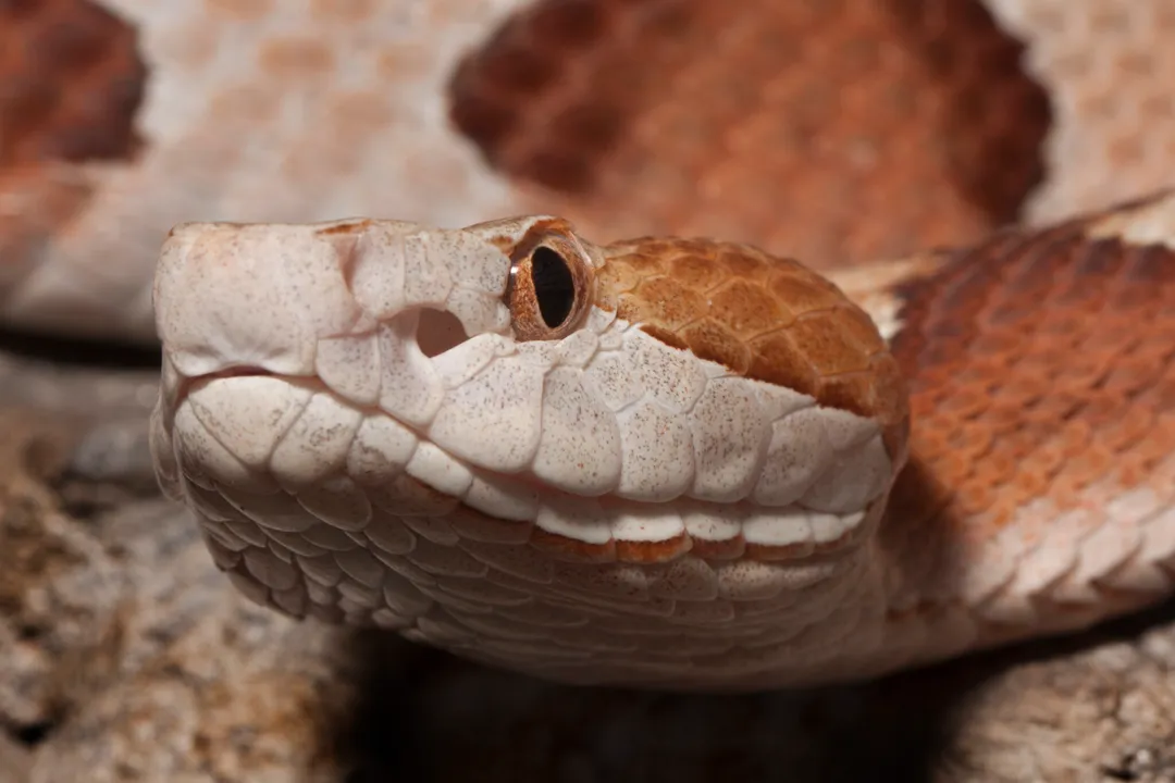What attracts copperheads to your yard?, Food Availability