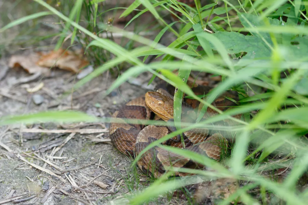 What attracts copperheads to your yard?, Shelter Piles