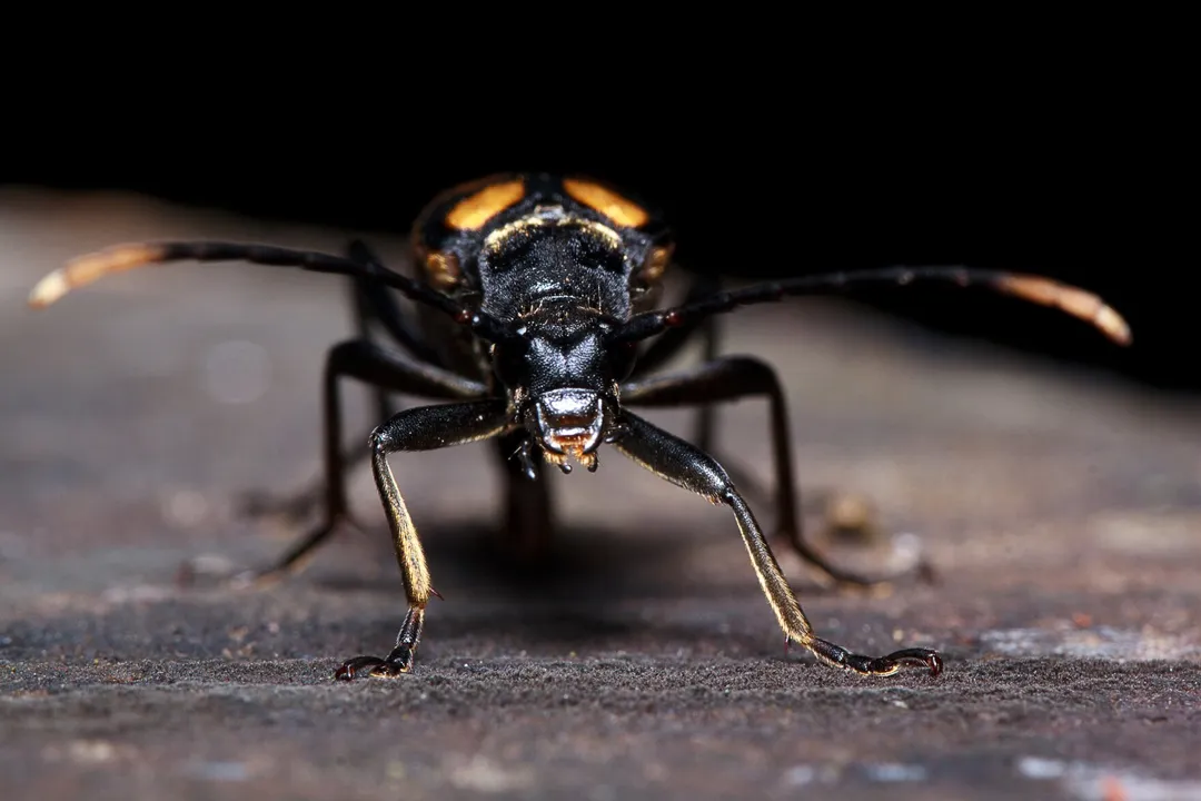 What attracts death watch beetles?