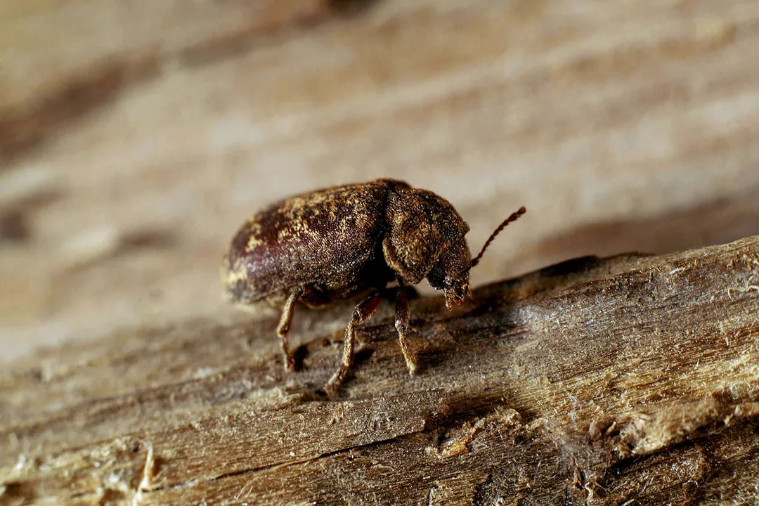 What attracts death watch beetles?, Hardwood Species