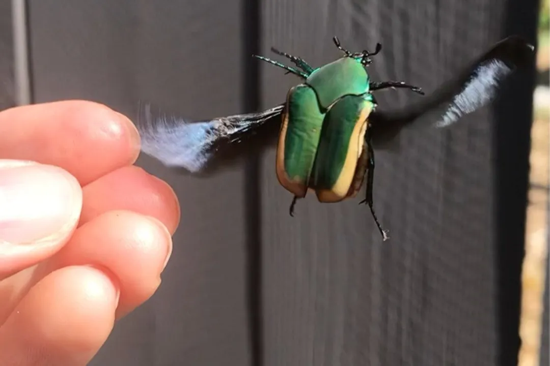 What attracts figeater beetles?, Scent Signals