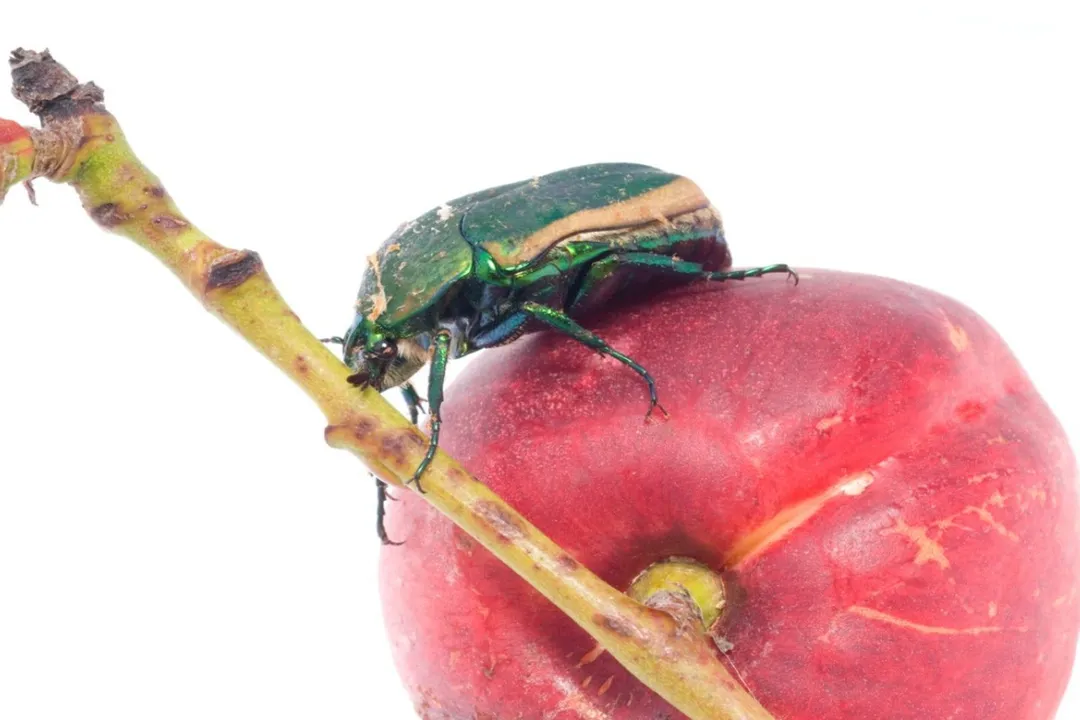What attracts figeater beetles?
