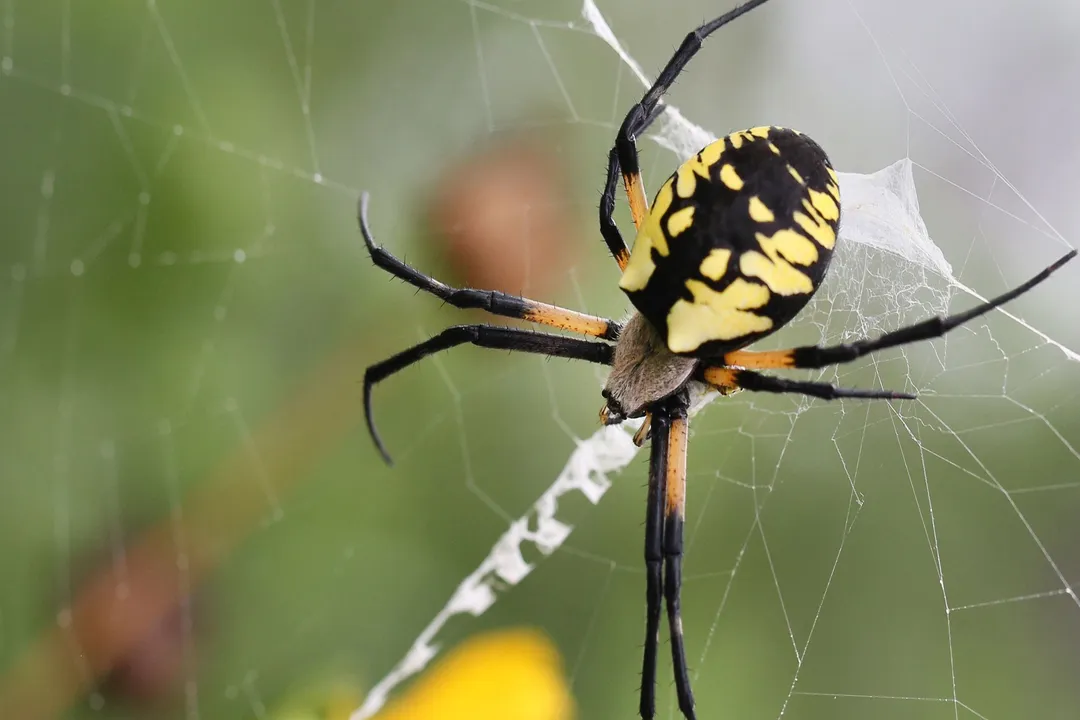 What attracts Joro spiders to your house?, Timing and Seasonality
