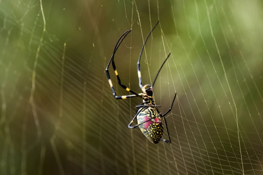 What attracts Joro spiders to your house?, Web Placement Needs