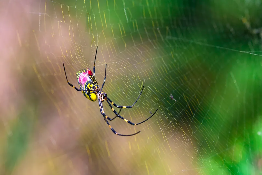 What attracts Joro spiders to your house?, Insect Buffet