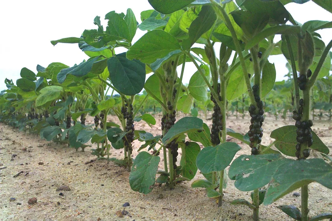 What attracts kudzu bugs?, Host Plant Draw