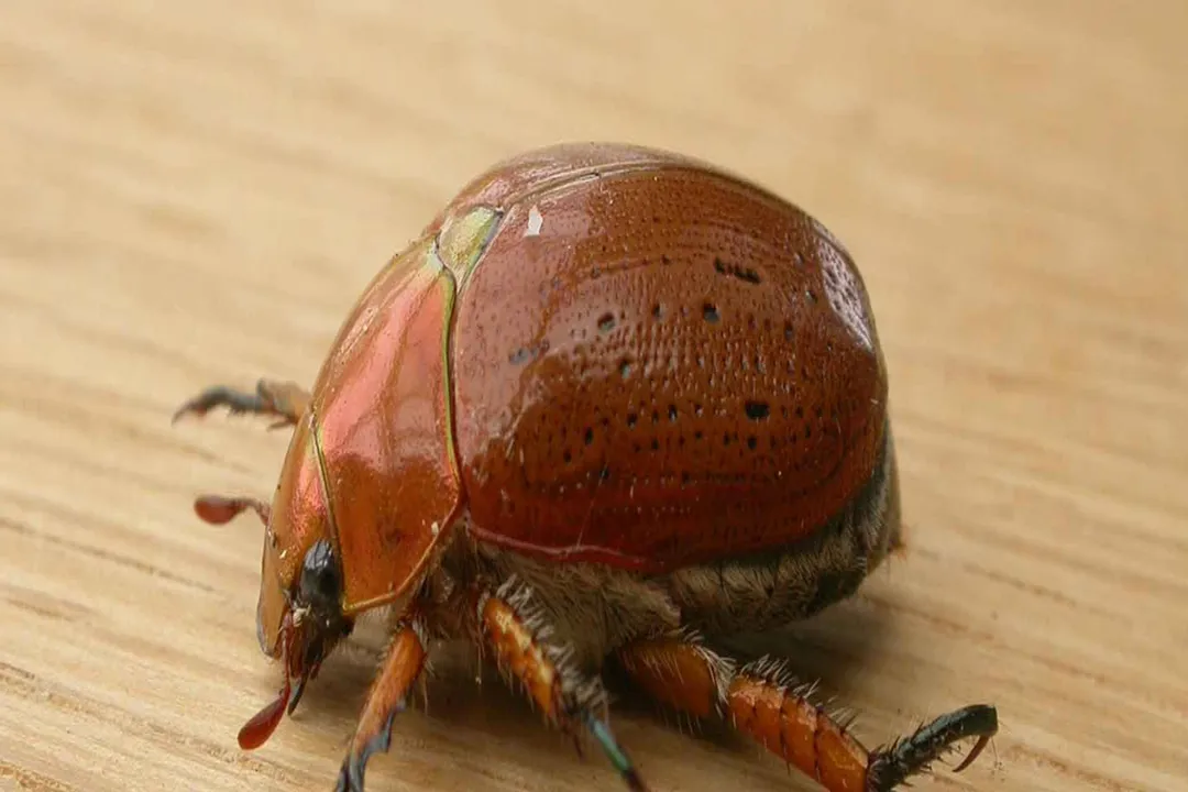 What attracts the Christmas beetle?, Insect Identity