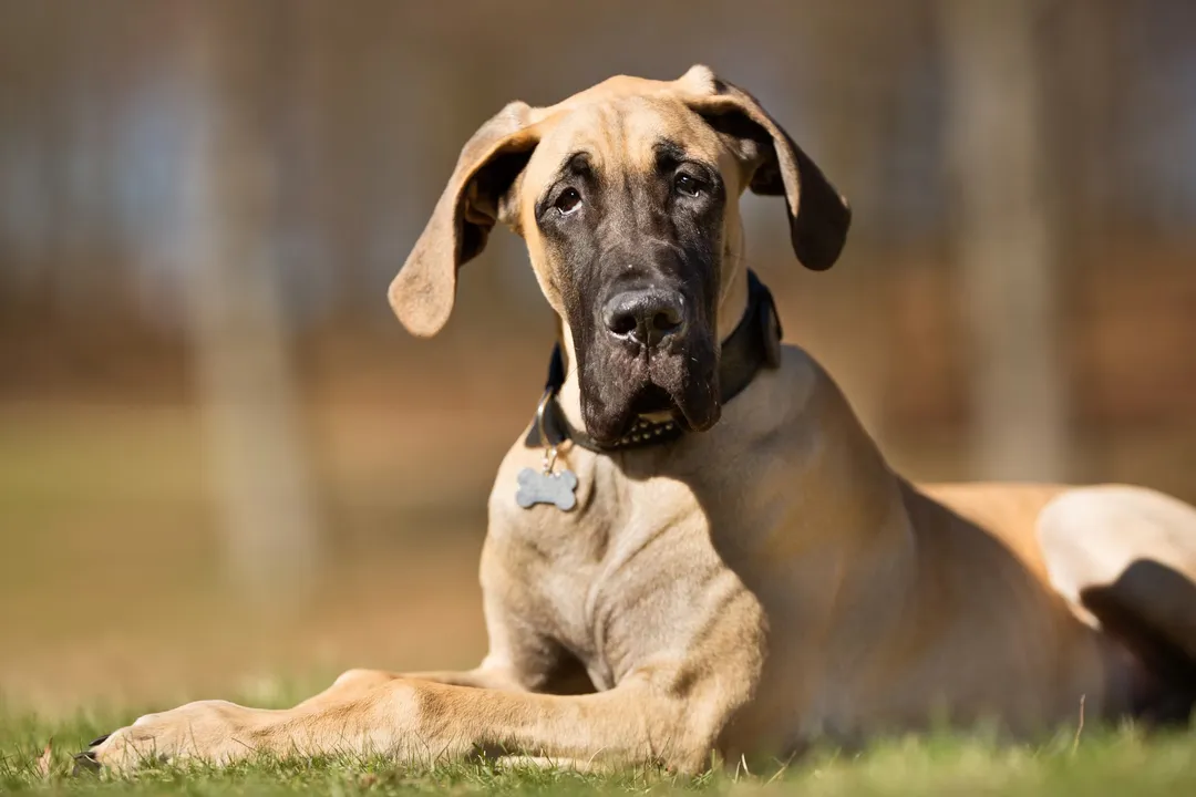 What breed category is a Great Dane?