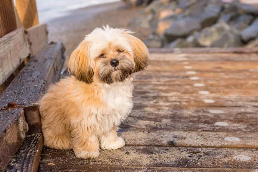 What breed is a Lhasapoo?, Breed Origins