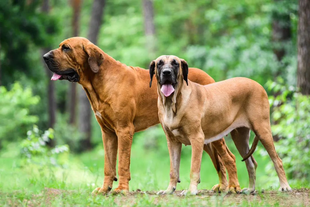 What breeds make a Fila Brasileiro?