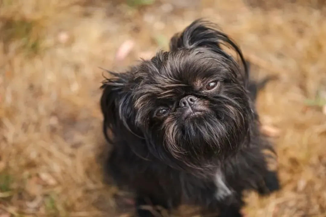 What breeds make up a Brussels Griffon?