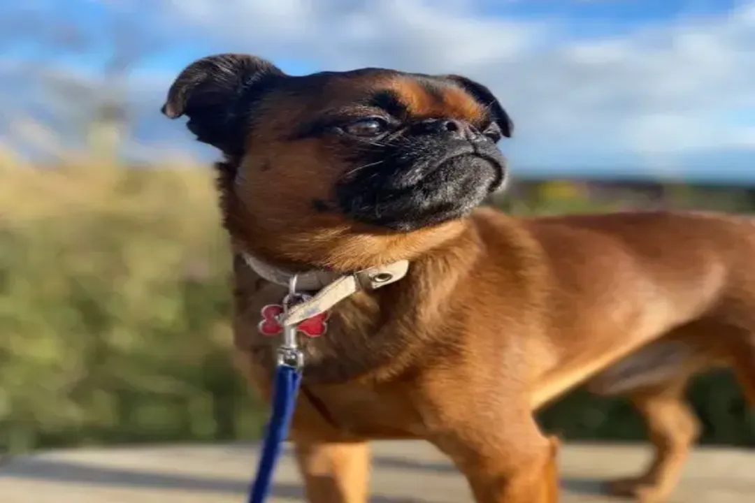 What breeds make up a Brussels Griffon?, Stable Dogs