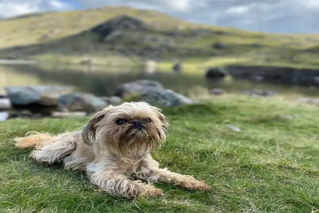 What breeds make up a Brussels Griffon?, Development Standards