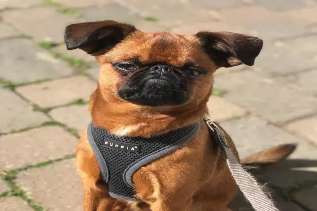 What breeds make up a Brussels Griffon?, Foundational Crosses