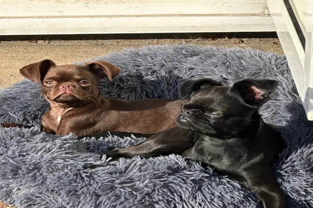 What breeds make up a Brussels Griffon?, Recognized Types