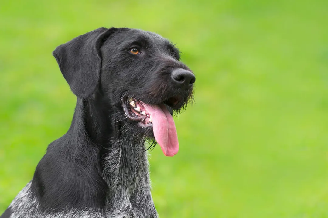 What breeds make up a German Wirehaired Pointer?, Drahthaar Distinction