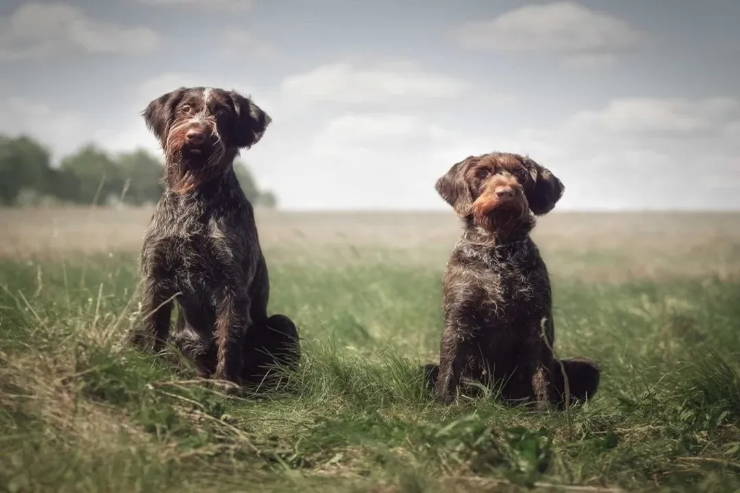 What breeds make up a German Wirehaired Pointer?, Core Ancestors