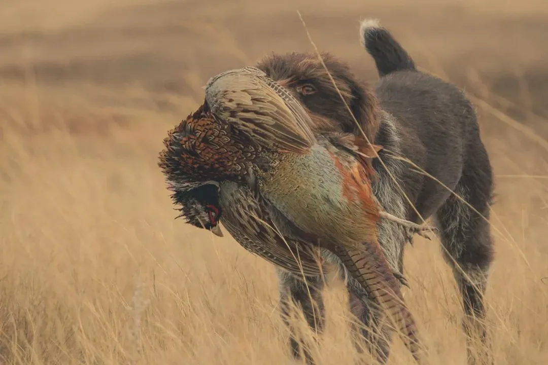 What breeds make up a German Wirehaired Pointer?, German Origins