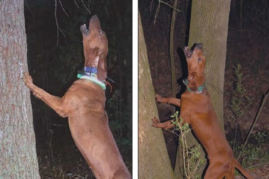 What breeds make up a Redbone Coonhound?, Ancestral Stock