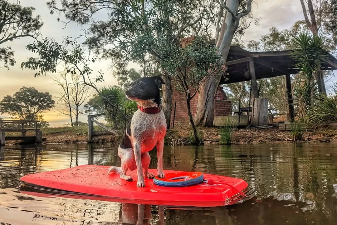 What breeds make up the Tenterfield Terrier?, Refining the Type in Tenterfield