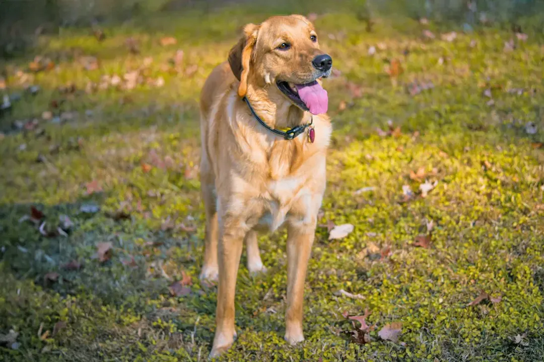 What breeds were mixed to create a Golden Retriever?, Goldendoodle Focus