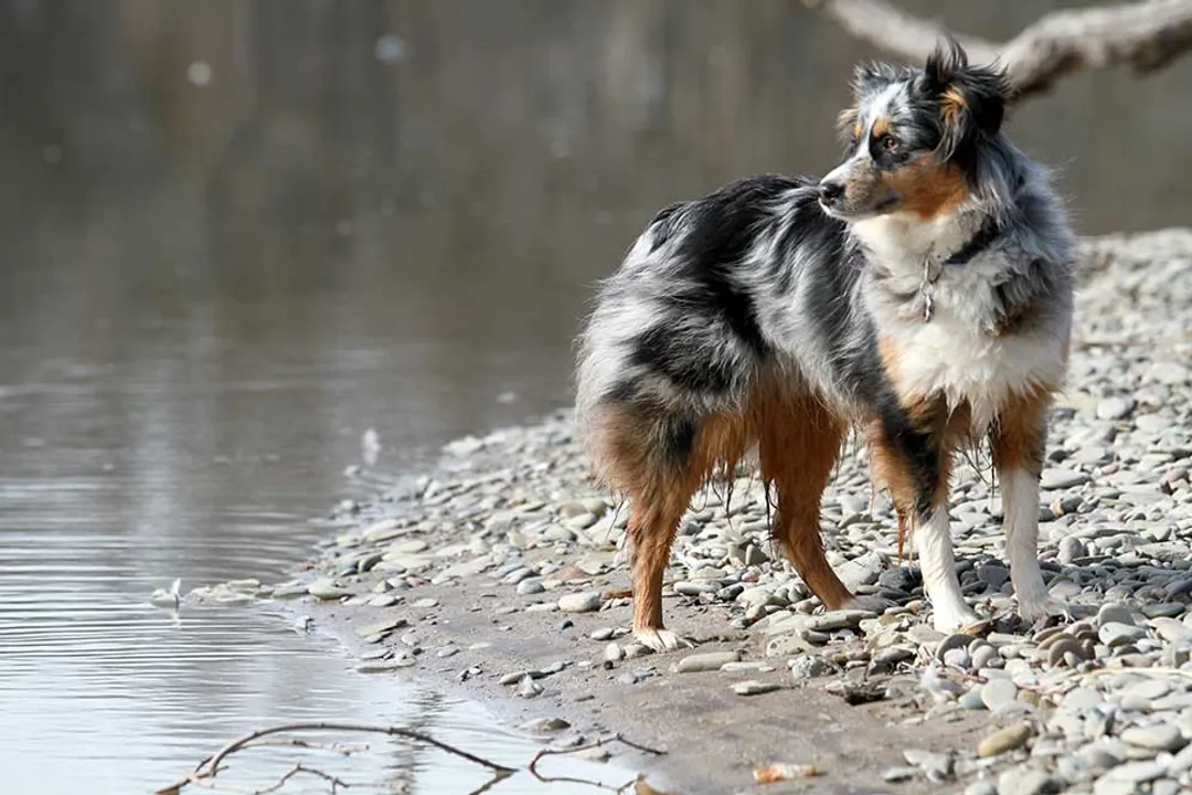 What can Australian shepherds not eat?, Immediate Poisons