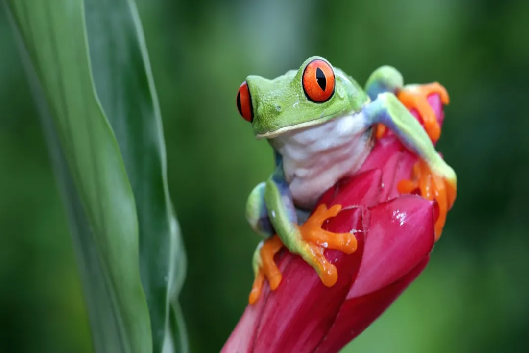 What can I feed a frog in a pond?, Avoiding Harmful Foods