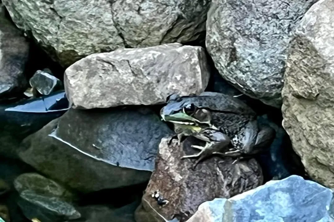 What can I feed a frog in a pond?