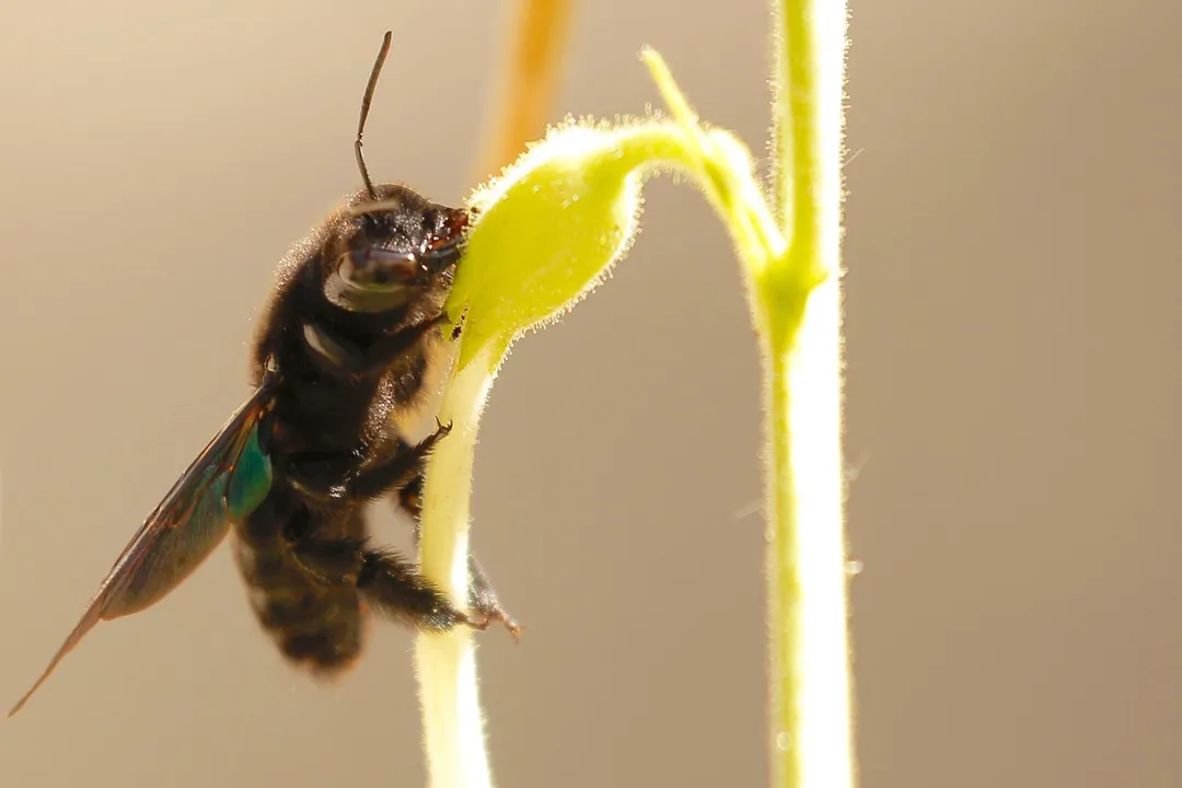 What can I feed a hobo spider?, Web Structure