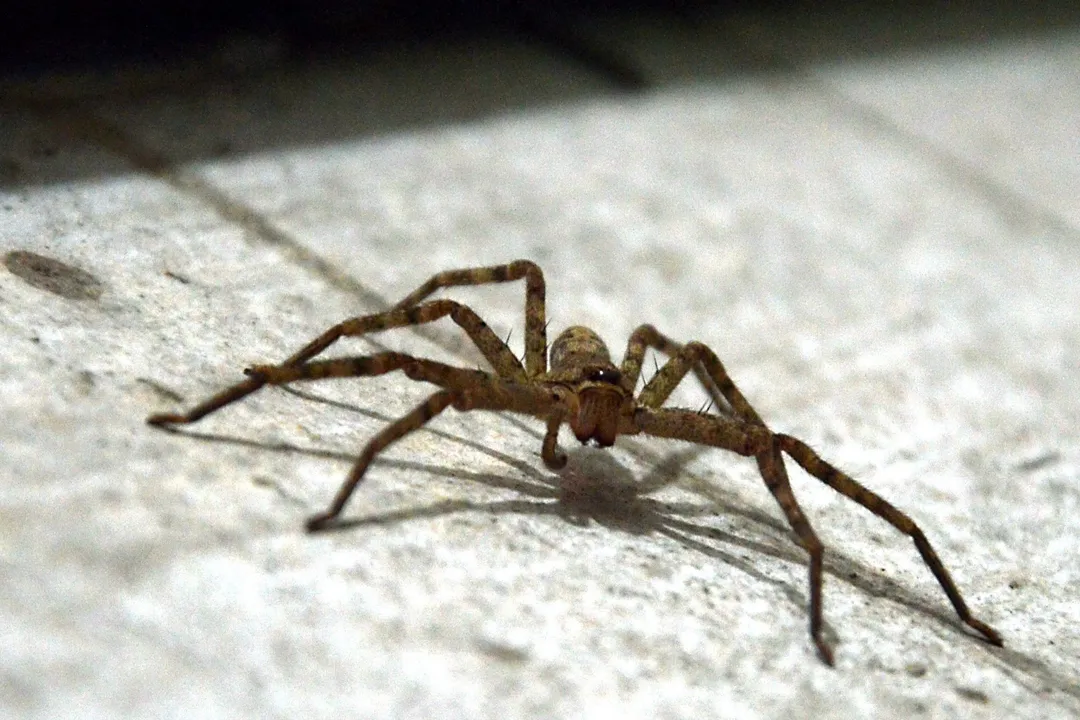 What can I feed a hobo spider?, Prey Items