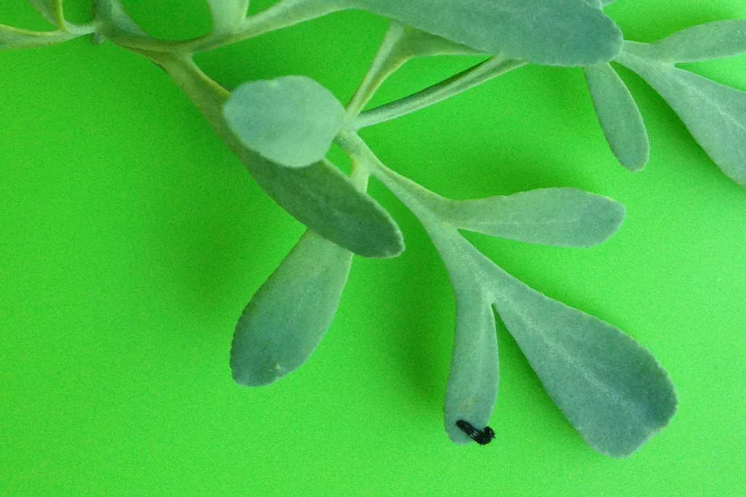 What can I feed a swallowtail butterfly?, General Environmental Needs