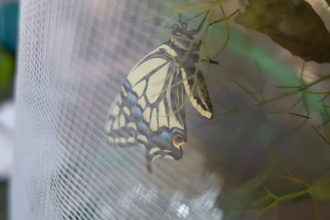What can I feed a swallowtail butterfly?, Recognizing Feeding Stages